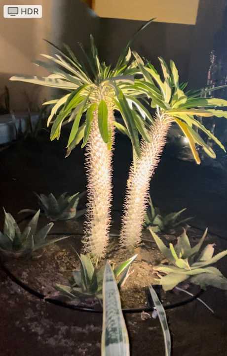 Gartenanlage Jaz Costa Mares (Adults Only)