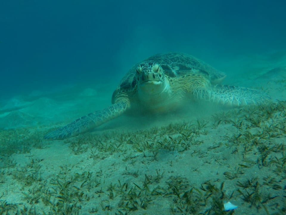 Strand Malikia Resort Abu Dabbab