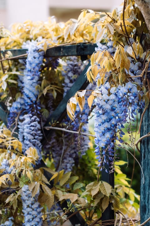 Gartenanlage Beso Beach Hotel