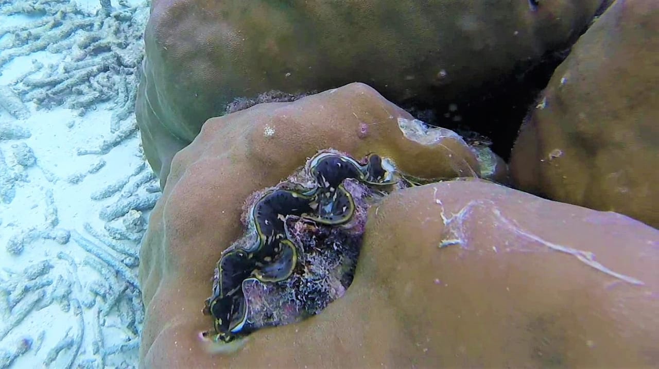 Sport & Freizeit Summer Island Maldives