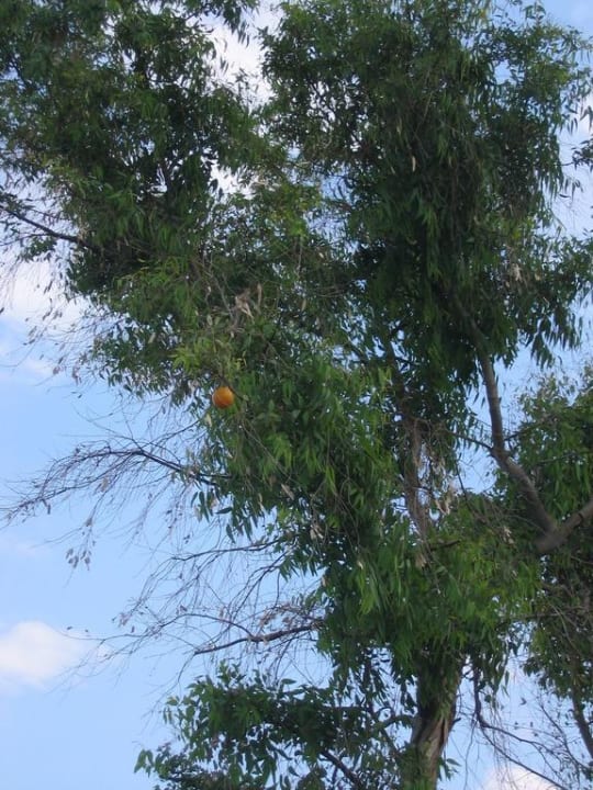 Апельсиновое дерево Limak Limra Hotel & Resort