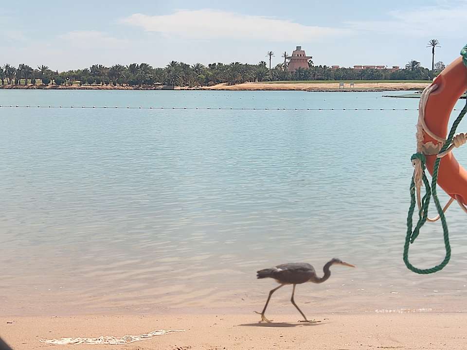 Strand Steigenberger Golf Resort El Gouna