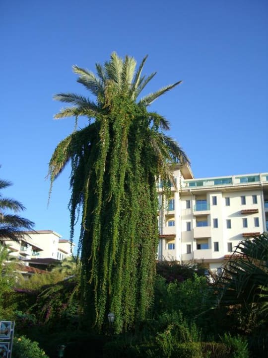 Dattelpalme mit Lametta Belconti Resort Hotel