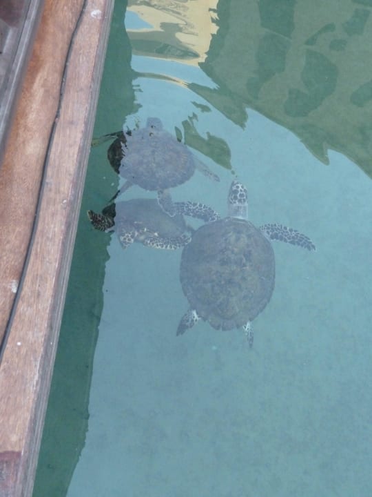 Turtle´s Jumeirah Mina Al Salam