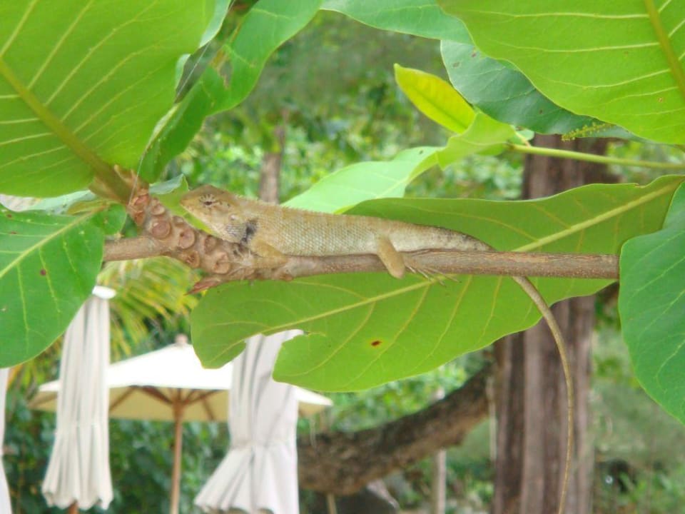 Die "Haustiere" des Hotels Moracea by Khao Lak Resort