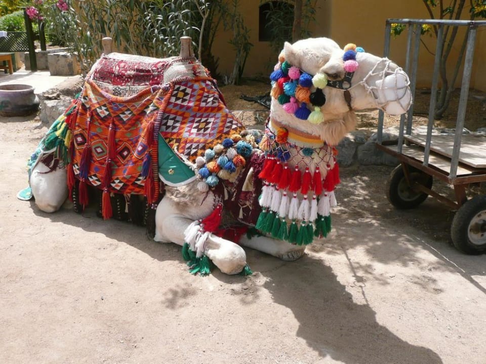 Das Hotelcamel Three Corners Rihana Resort Deluxe