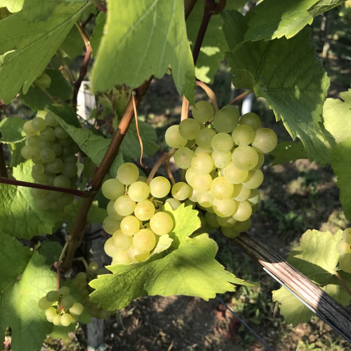 Gartenanlage Hotel Schloss Leitheim