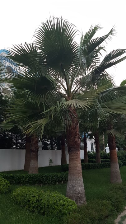 Gartenanlage Top Hotel