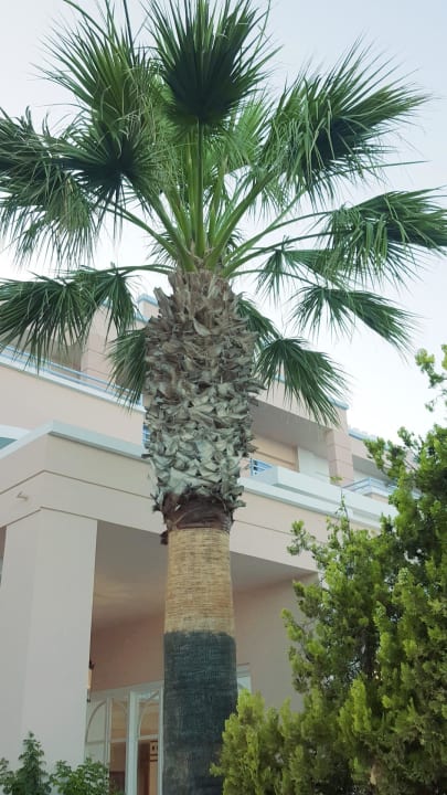 Palmen Mitsis Rodos Village