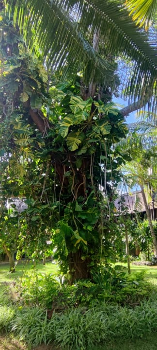 Gartenanlage Veranda Pointe aux Biches Hotel