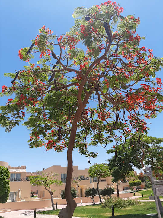 Gartenanlage Cleopatra Luxury Resort Makadi Bay