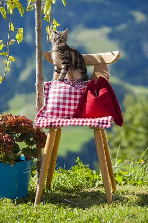 Katze Bauernhaus Bichl