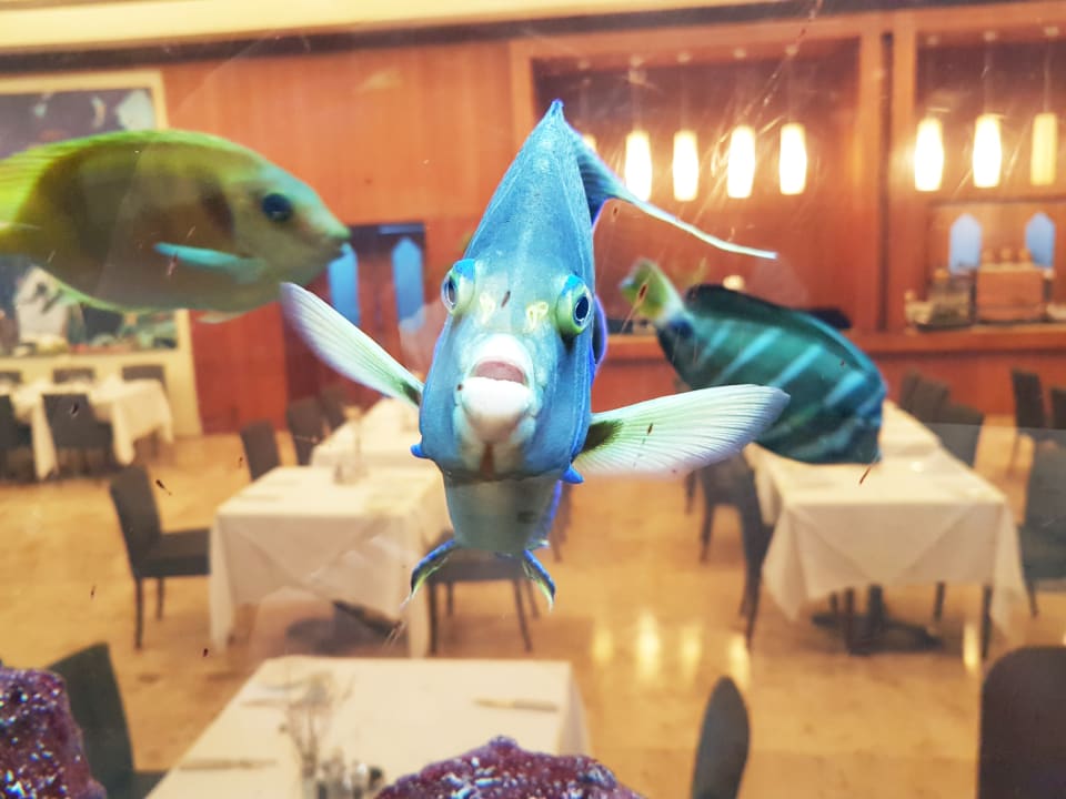 Gastro Gloria Serenity Resort