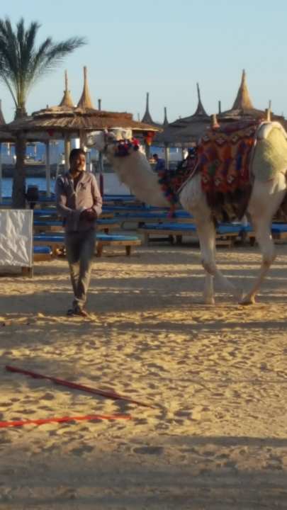 Micky kommt täglich vorbei. Reiten 5€ Beach Albatros Resort