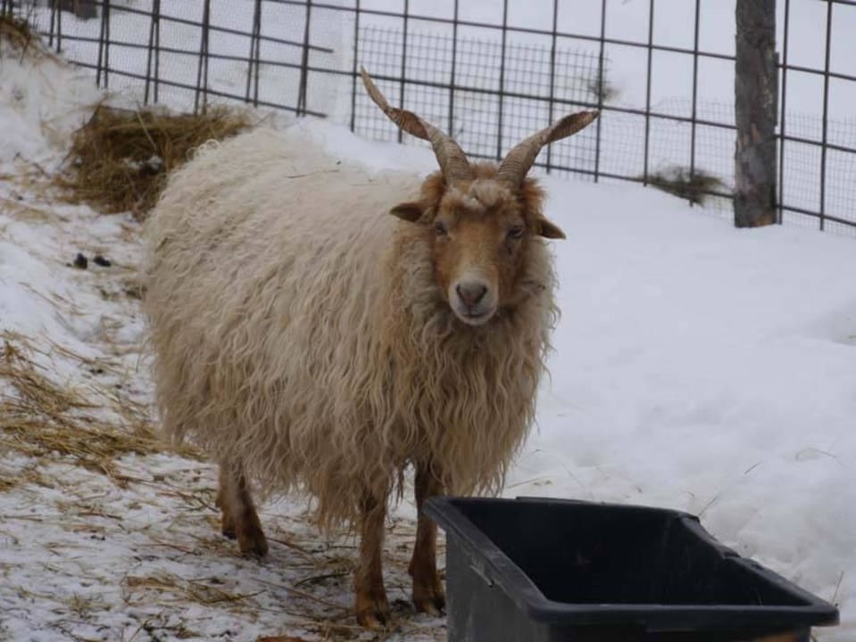 Mitbewohner auf dem Hof Bauernhof Haus Waldesruh