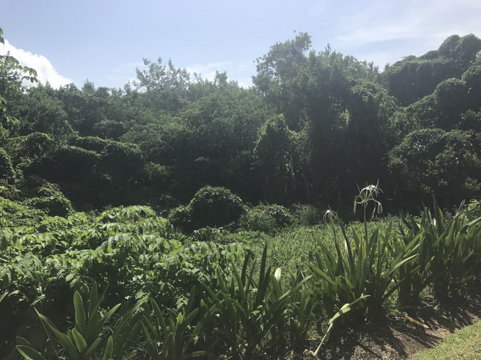 Gartenanlage Grand Palladium Kantenah Resort & Spa