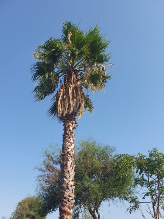 Gartenanlage Club Sidelya Hotel