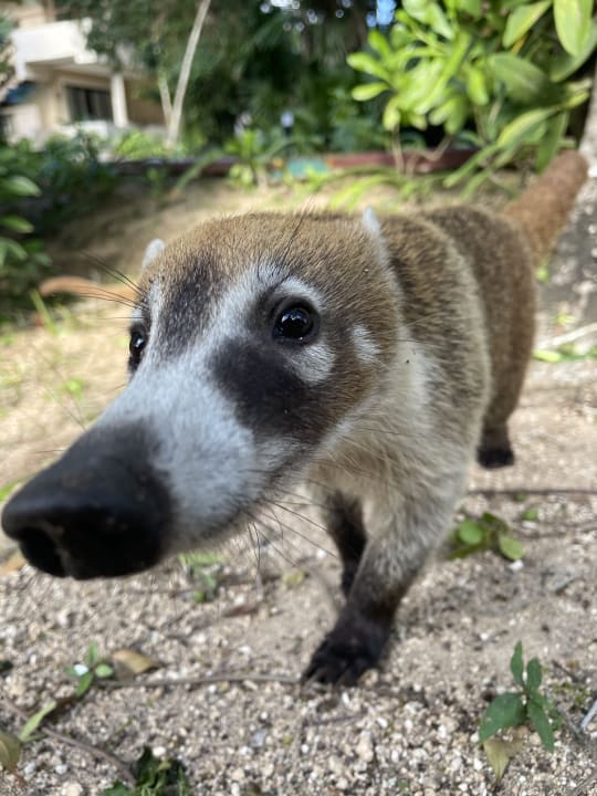Gartenanlage Grand Palladium Colonial Resort & Spa