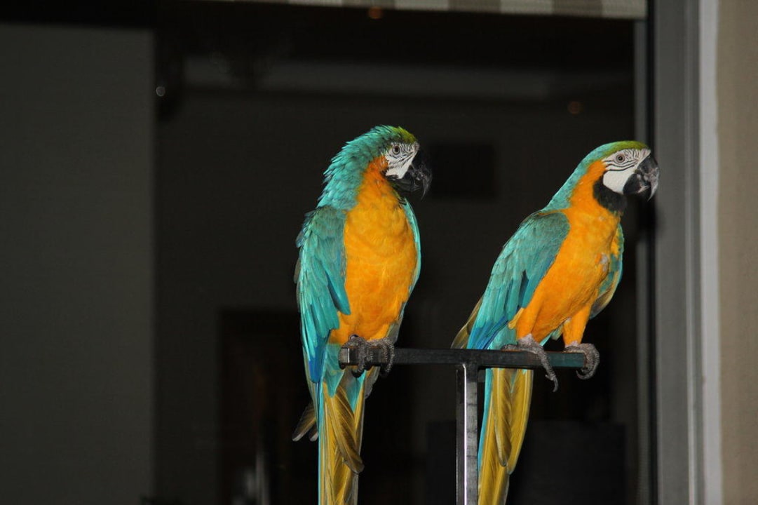 Abendshow Asterias Beach