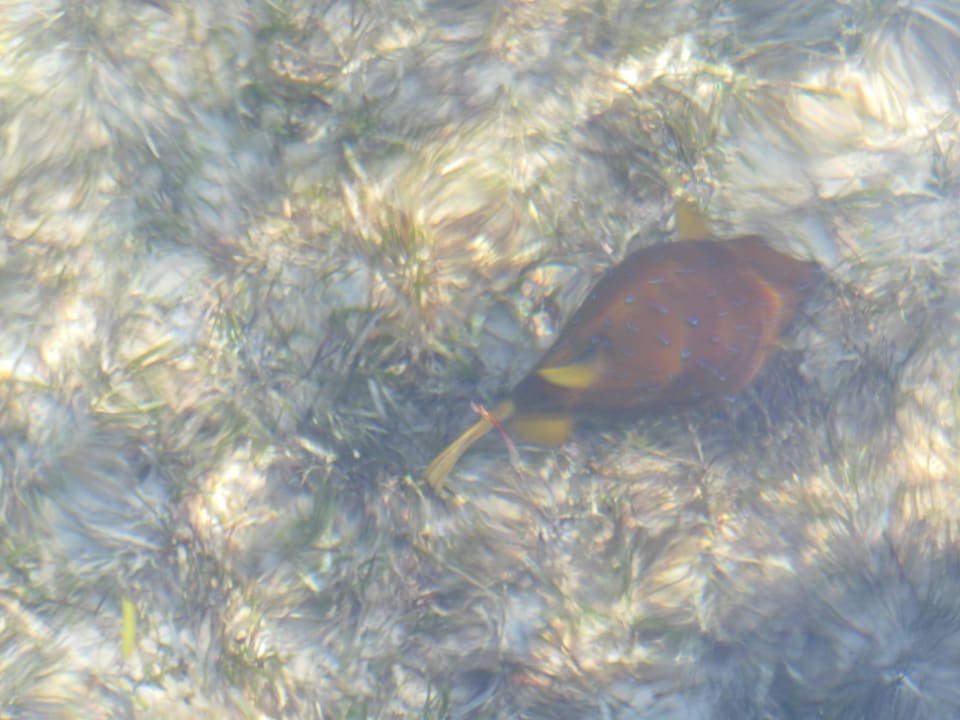 Rybka Regency Plaza Aqua Park & Spa