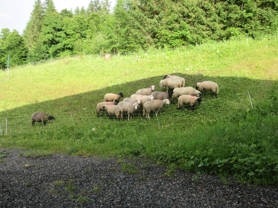 Außenansicht Biohotel Mattlihüs