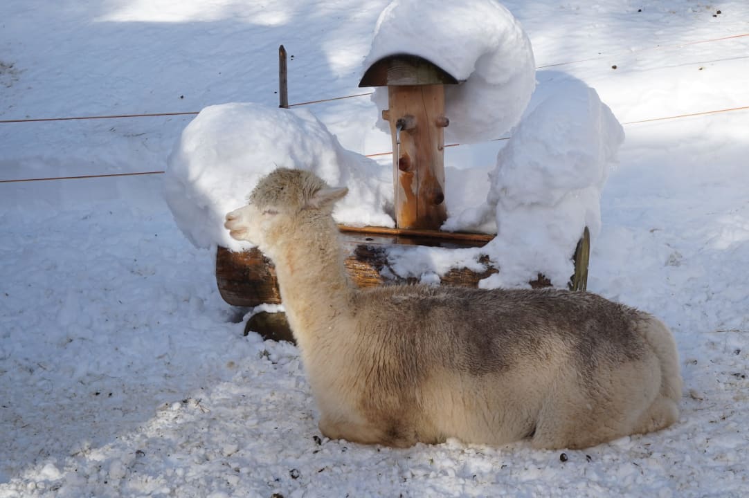 Streichelzoo im Schnee Oberjoch - Familux Resort