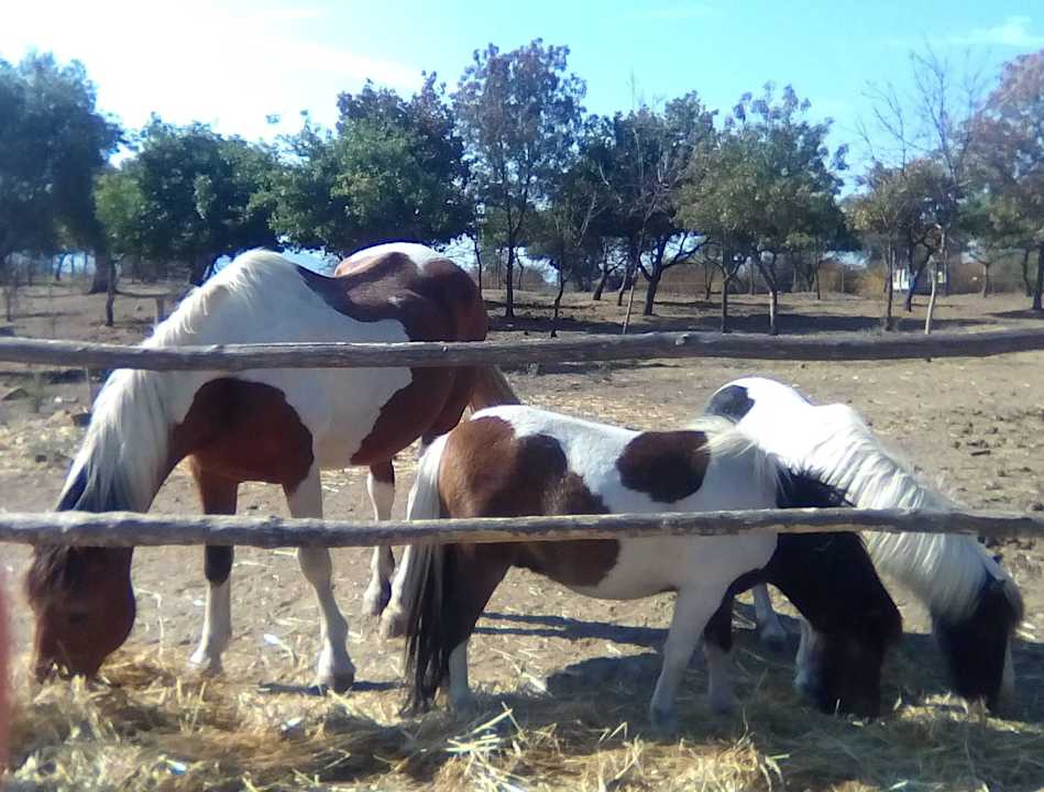 Tiere auf dem Bauernhof Agriturismo Fontelisa
