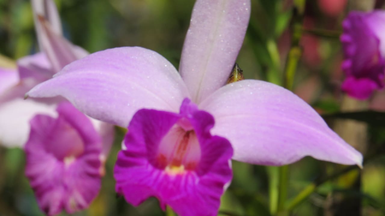 Schöne Blüten Hotel Swiss Miramontes