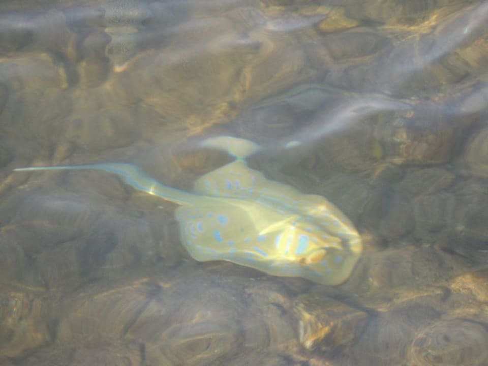Direkt am Strand Ghazala Gardens
