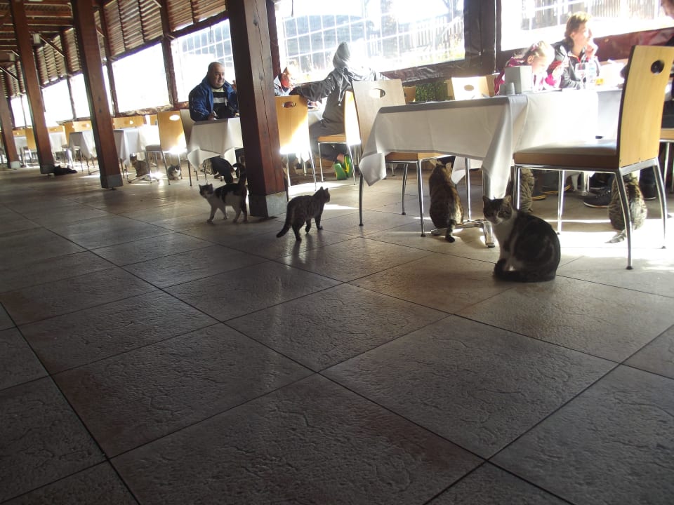 Beim Frühstück Crystal De Luxe Comfort Collection