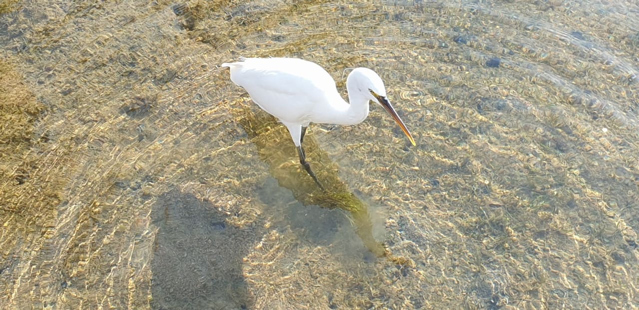 Gartenanlage Pickalbatros Dana Beach Resort - Hurghada