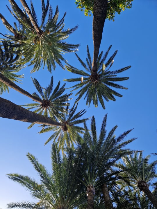 Gartenanlage Hotel Riu Palace Oasis