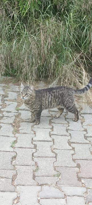 Sonstiges Dream Family Club