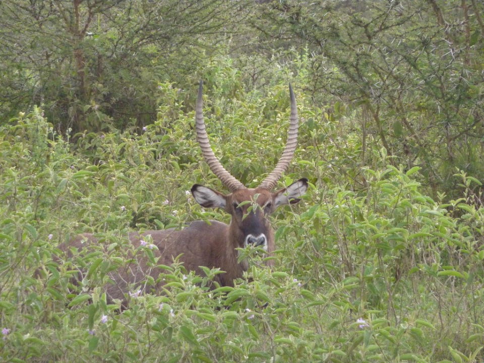 Der Wasserbock saß hinter dem Zaun Hotel Naivasha Simba Lodge