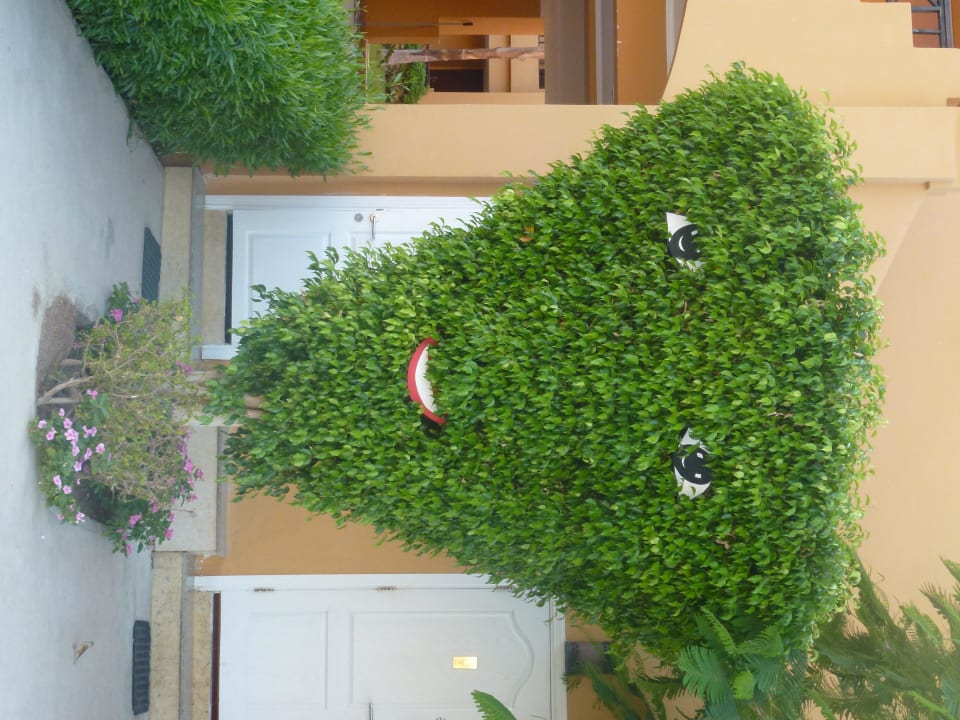 Ficus Stella Garden Resort & Spa, Makadi Bay