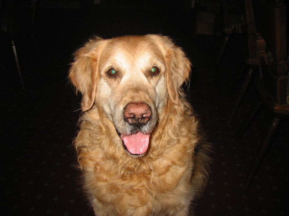 Simba der Haushund Frieden DAS Alpine Panorama  Hotel