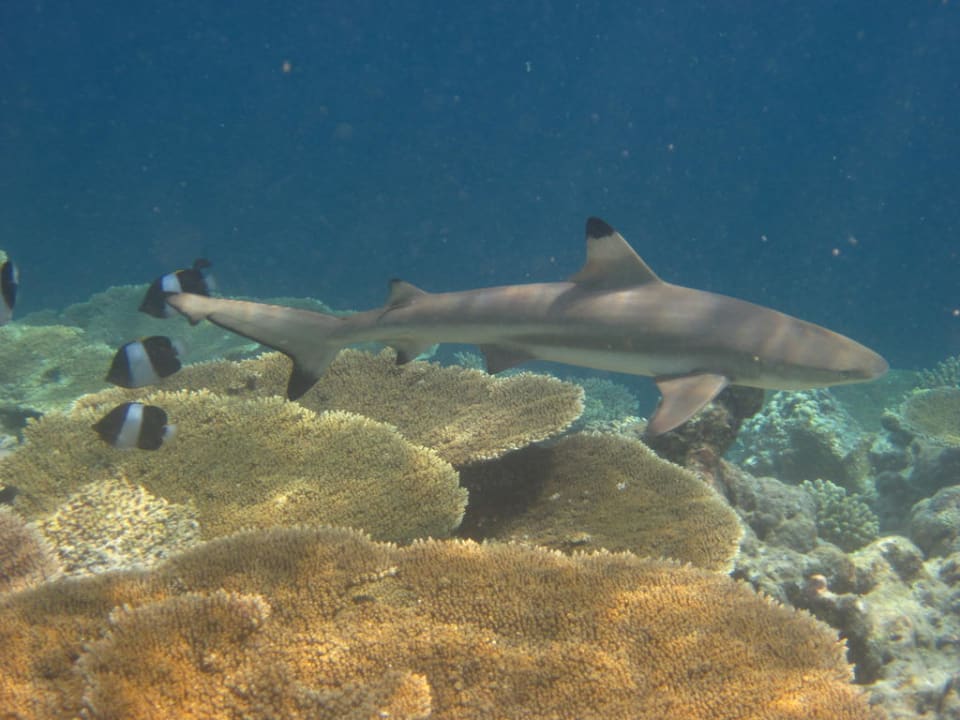 Riffhai Kuramathi Maldives