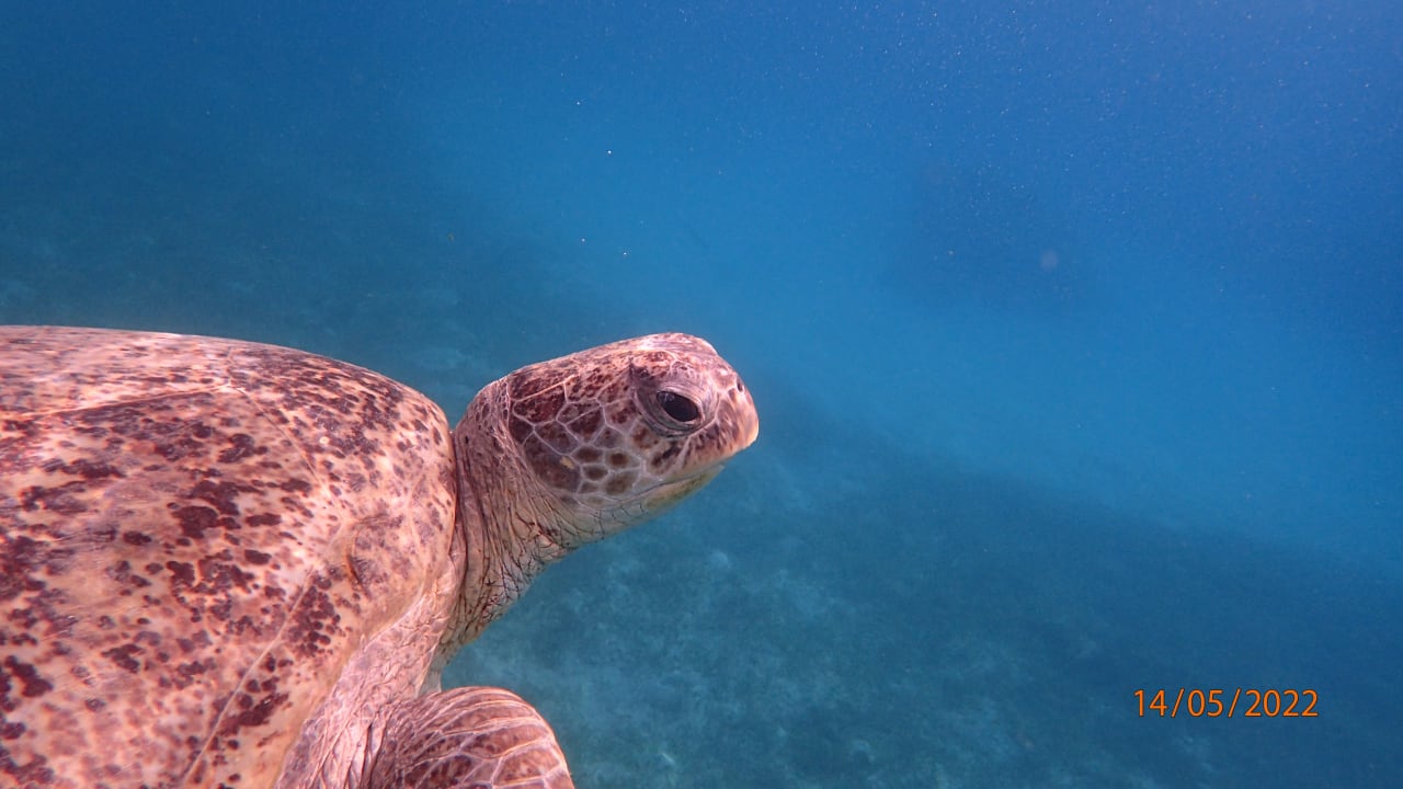 Strand Shams Prestige Abu Soma-Adults Only