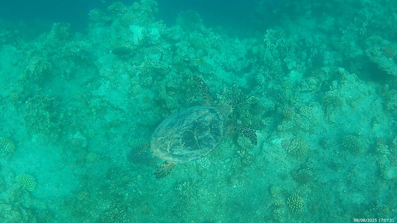 Sonstiges Pickalbatros Vita Resort - Portofino Marsa Alam