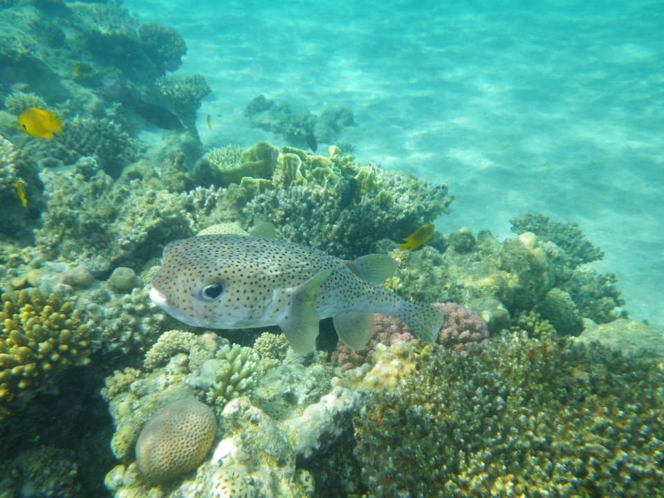 Hausriff Premier Le Reve Hotel & Spa