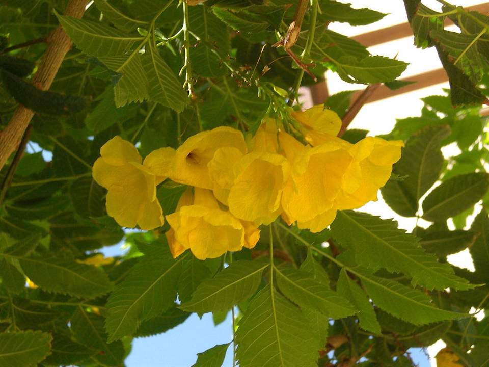 Blumen The Grand Hotel Sharm El Sheikh