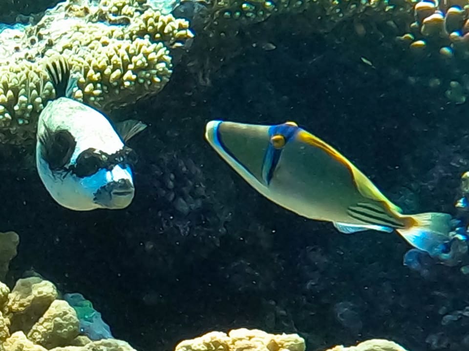 Sport & Freizeit Steigenberger Coraya Beach - Adults only