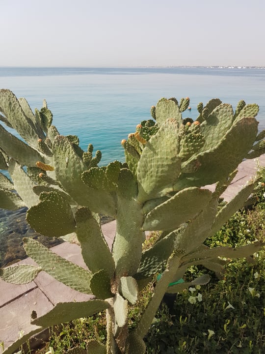 Ausblick Marriott Hurghada Beach Resort