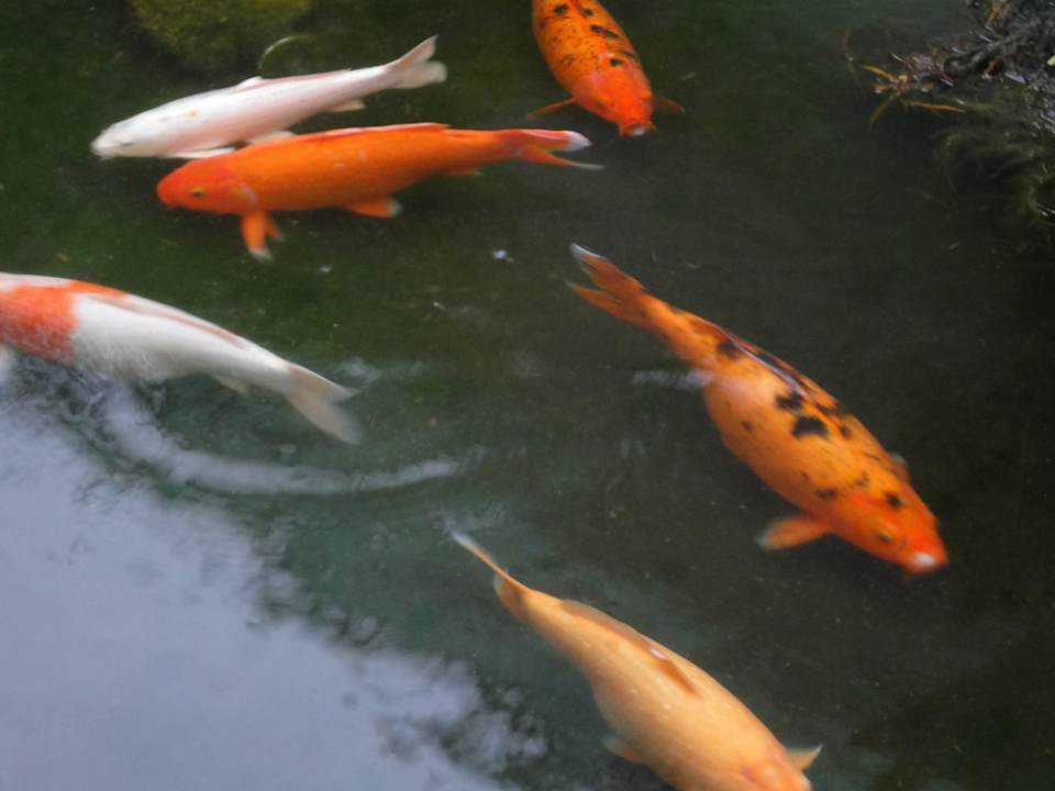 Koi Grand Palladium Select White Sand Resort & Spa