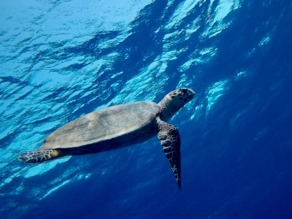 Sport & Freizeit Pickalbatros Citadel Resort