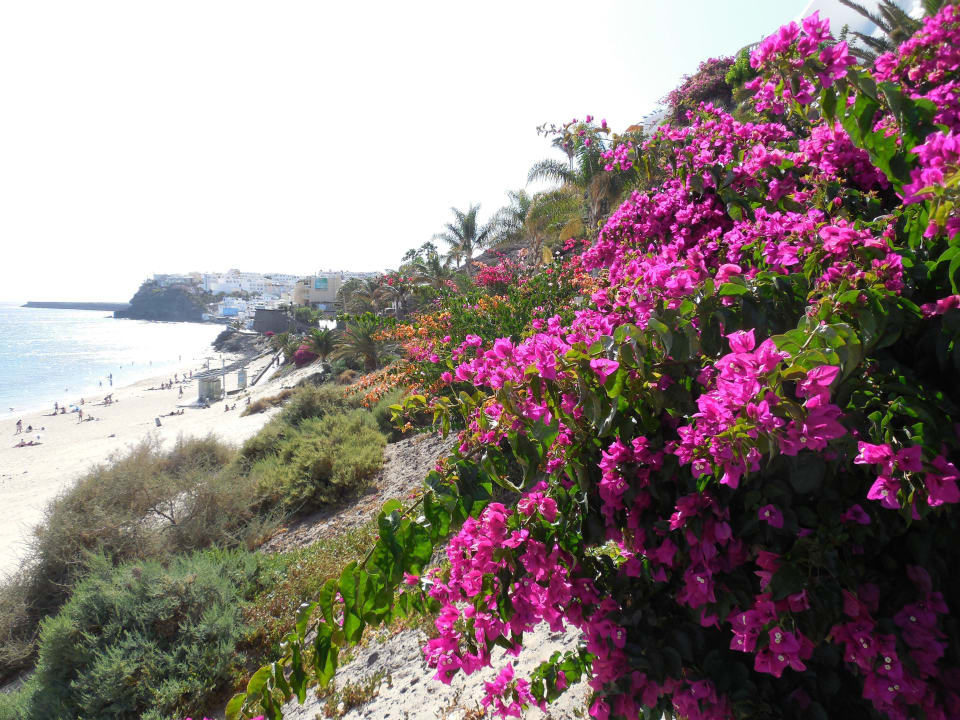 Blütenpracht entlang der Promenade Garden & Sea Boutique Lodging by LIVVO