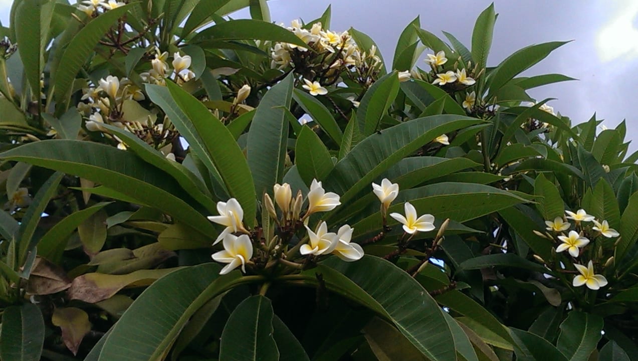 Gartenanlage Le Meridien Ile Maurice