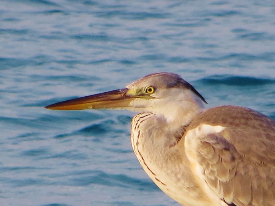 Graureiher Kuramathi Maldives