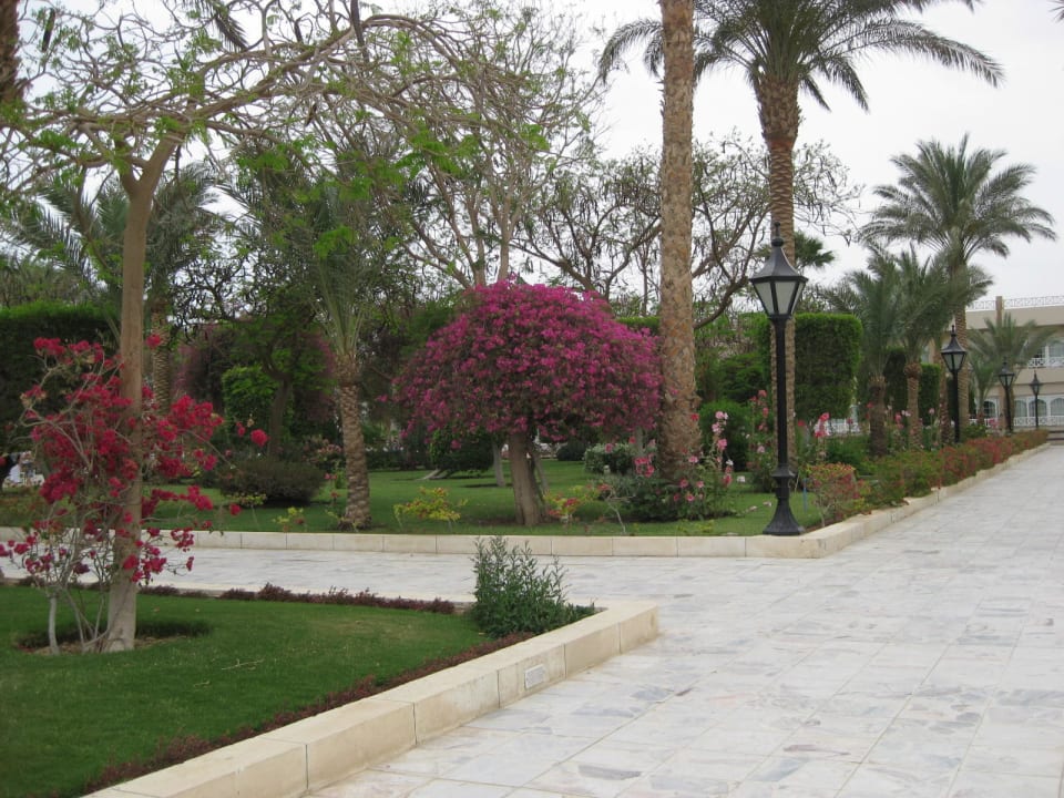 Blumen The Grand Hotel Hurghada