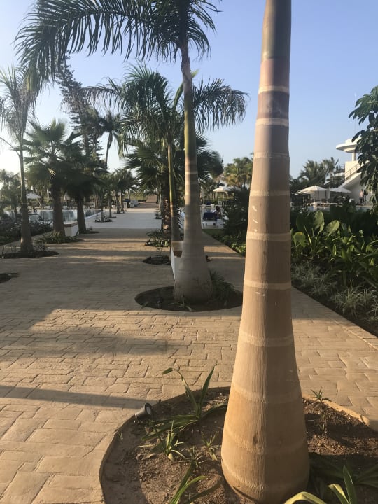 Gartenanlage Meliá Internacional Varadero